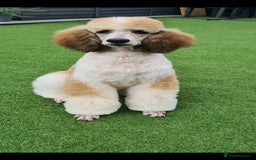 Standard Poodle dogs for stud: K.C Registered Standard poodle in Nottingham - Image 3