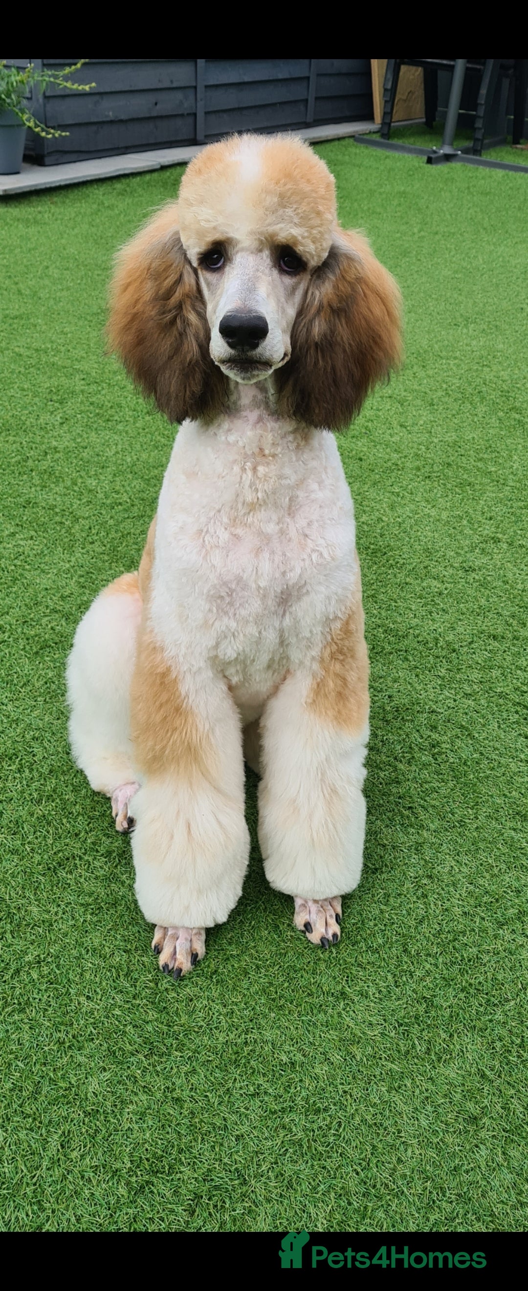 Standard Poodle dogs for stud: K.C Registered Standard poodle in Nottingham - Image 3