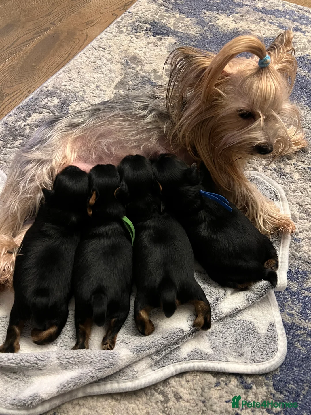 Yorkshire Terrier dogs for sale: Exceptional Pure Yorkshire Terrier Boys  - Advert 11