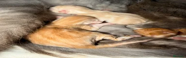 Mixed Breed 3