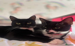 Mixed Breed cats for sale: 2 sister cats for sale - Image 1