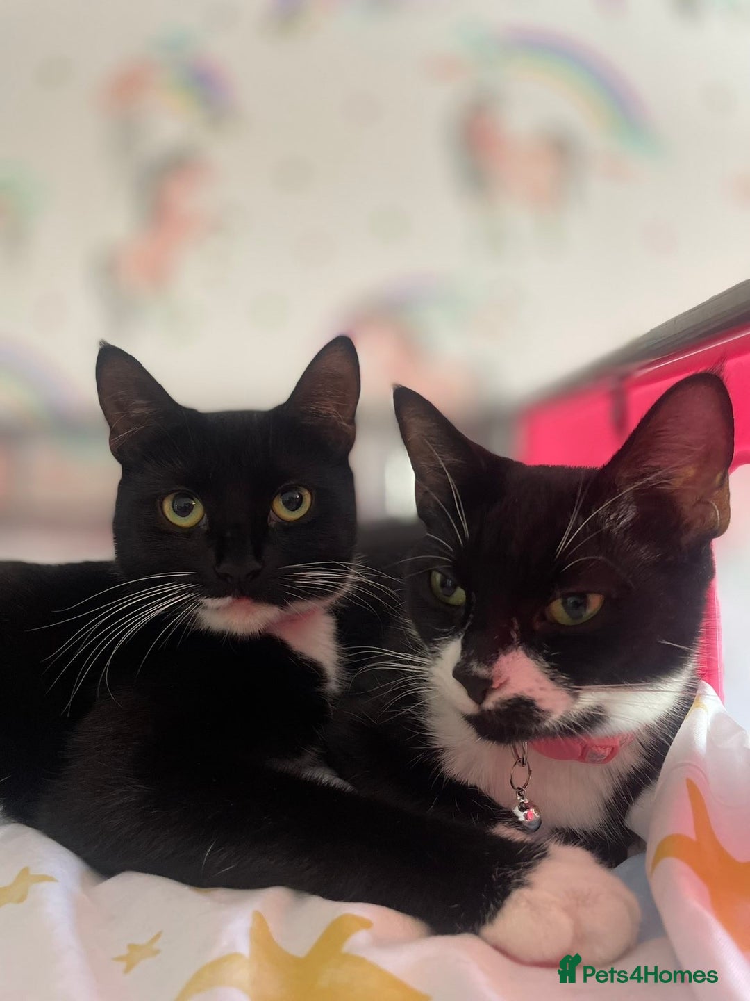 Mixed Breed cats for sale: 2 sister cats for sale - Image 1