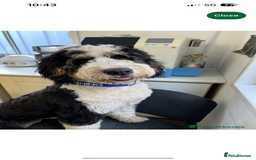 Labradoodle dogs for sale: STANDARD SIZE, HEALTH TESTED, SUPER CURLY COATS - Image 17