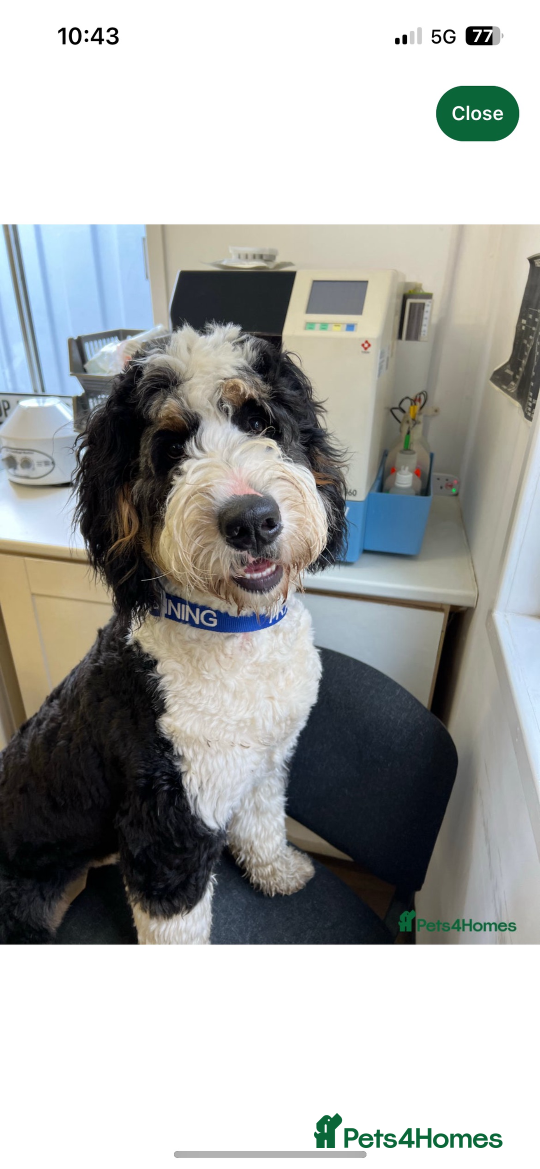 Labradoodle dogs for sale: STANDARD SIZE, HEALTH TESTED, SUPER CURLY COATS - Image 17