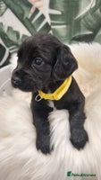 Cocker Spaniel dogs - Advert 10
