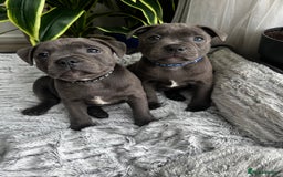 Staffordshire Bull Terrier dogs for sale: 🔷 Pharaon Champion Line Pups 🔷 in Wolverhampton - Image 30