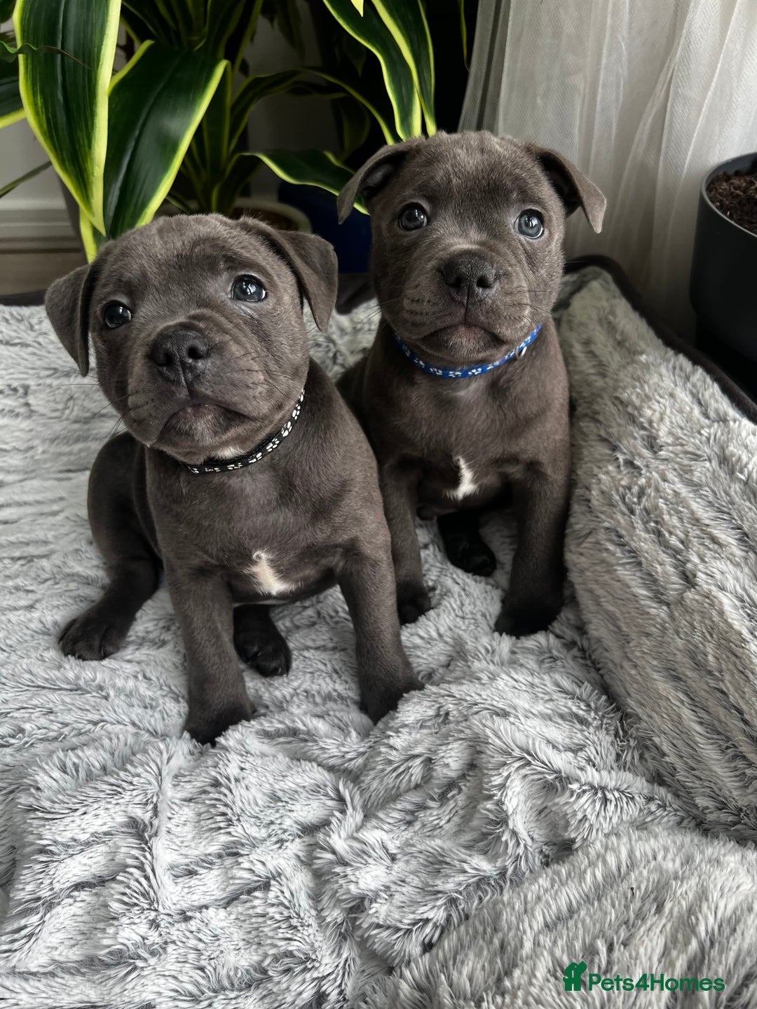 Staffordshire Bull Terrier dogs for sale: 🔷 Pharaon Champion Line Pups 🔷 in Wolverhampton - Image 30