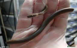Python Snake reptiles for sale: Reduced Pattern Granite Spotted Python - Image 5