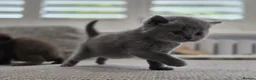 British Shorthair cats for sale: Gorgeous British Shorthair kittens Cute & Adorable - Advert 20