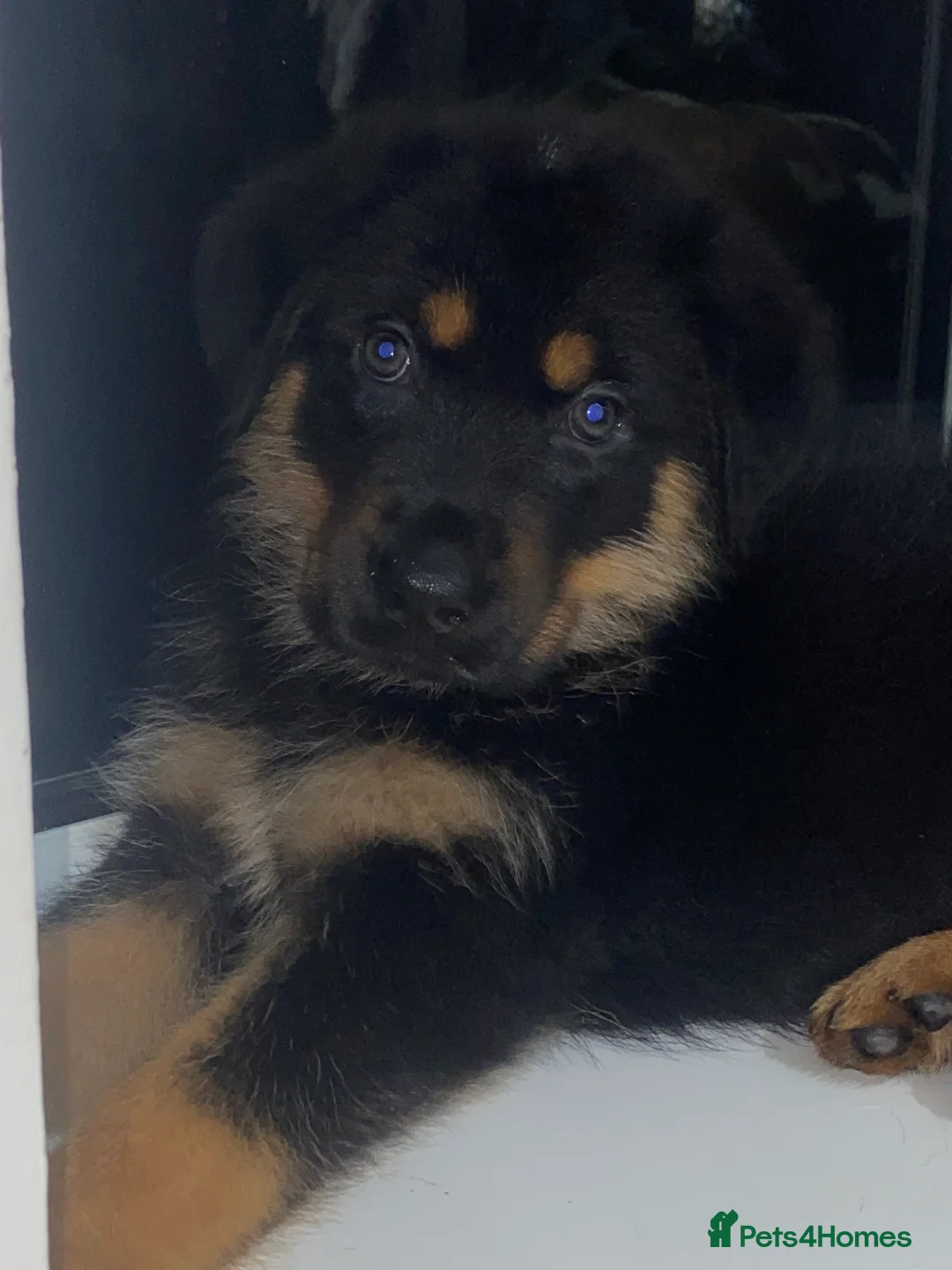 Rottweiler dogs for sale: Fluffy rottie puppy  - Advert 6