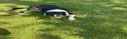 Border Collie dogs for sale: Mick  - Advert 4