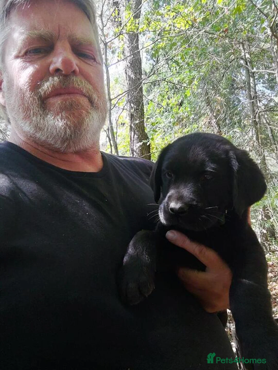 Labrador Retriever dogs for sale: Labrador Retriever pupps - Advert 1