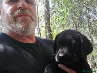 Labrador Retriever dogs Labrador Retriever pupps - Advert 1