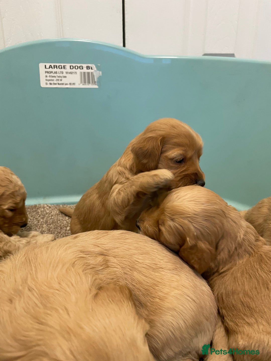 Cockapoo dogs for sale: P,r,a clear f1 cockpoo - Advert 23