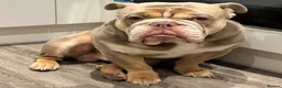 English Bulldog dogs for stud: Tyson AKA rocketman  in Liverpool - Advert 5