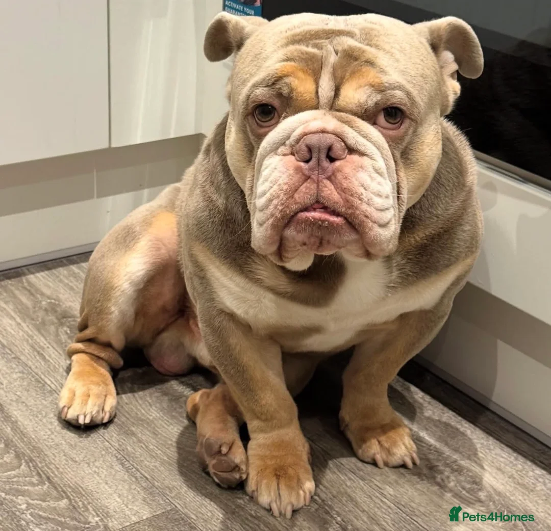 English Bulldog dogs for stud: Tyson AKA rocketman  - Advert 1