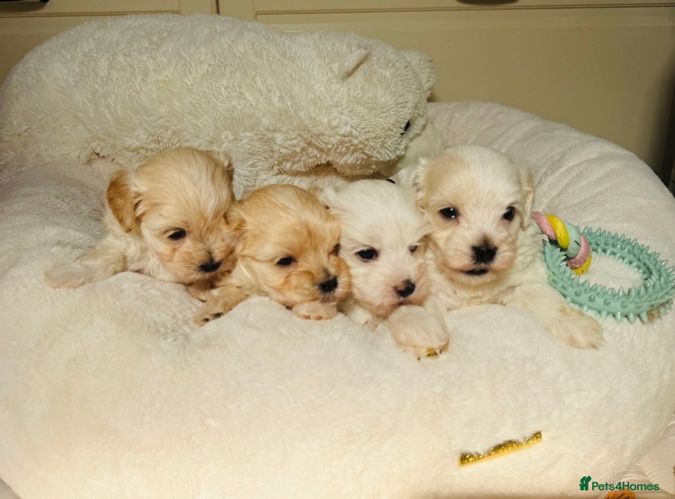 Maltipoo dogs *** Adorable Korean Maltipoo Babies *** - Advert 1
