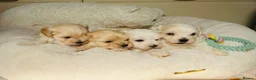 Maltipoo dogs for sale: *** Adorable Korean Maltipoo Babies *** - Advert 2