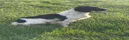 English Springer Spaniel dogs for sale: Superb Springer Spaniel puppies  - Advert 7