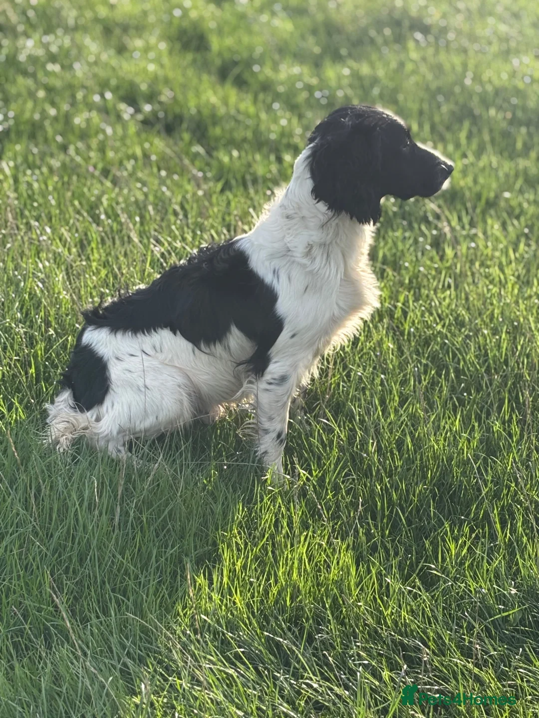English Springer Spaniel dogs for sale: Superb Springer Spaniel puppies  - Advert 7