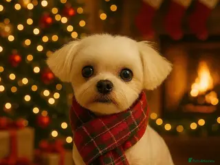 Maltese dogs Korean Maltese - Advert 16