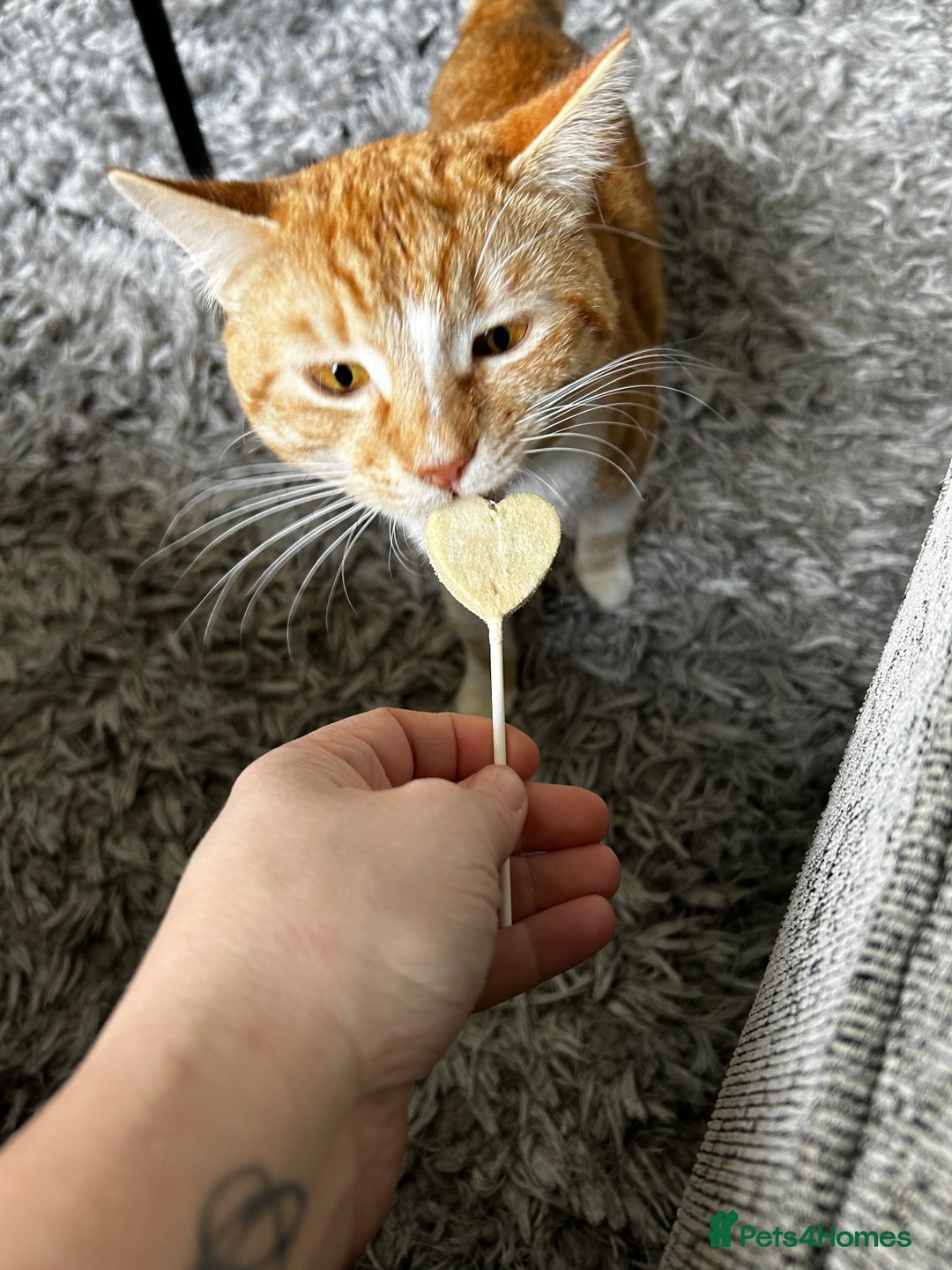 Mixed Breed cats for sale: Milo needs a home  - Image 3