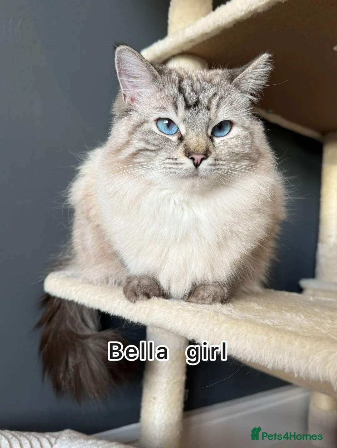 Ragdoll cats for sale: 🌟 Beautiful Pedigree Cats Looking for Loving Home - Advert 4