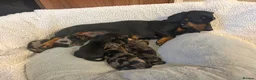Miniature Dachshund dogs for sale: Kennel Club Miniature Dachshunds ready 23rd May - Advert 3