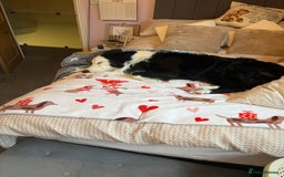 Border Collie dogs for sale: New home for max  - Image 3