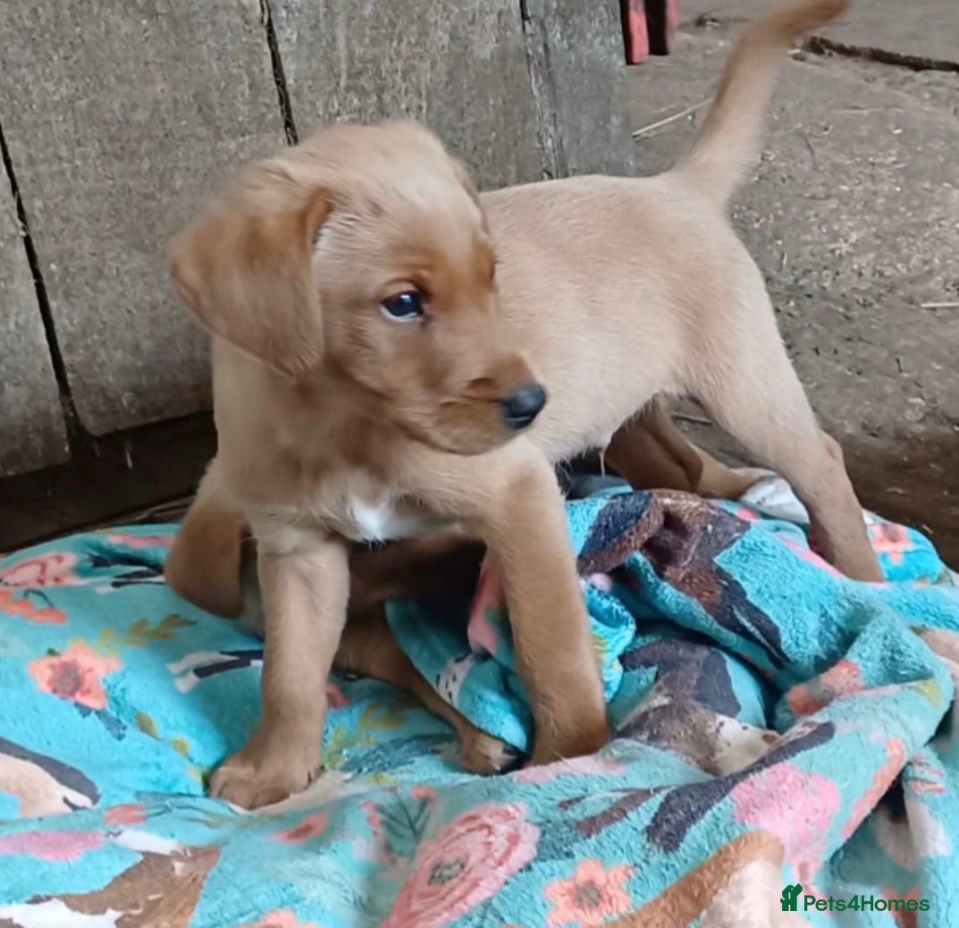 Labrador Retriever dogs Labrador puppies - Advert 1