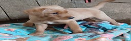 Labrador Retriever dogs for sale: Labrador puppies - Advert 1