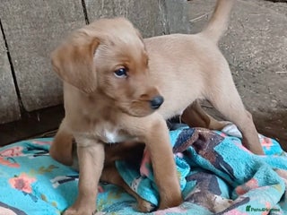 Labrador Retriever dogs Labrador puppies - Advert 5