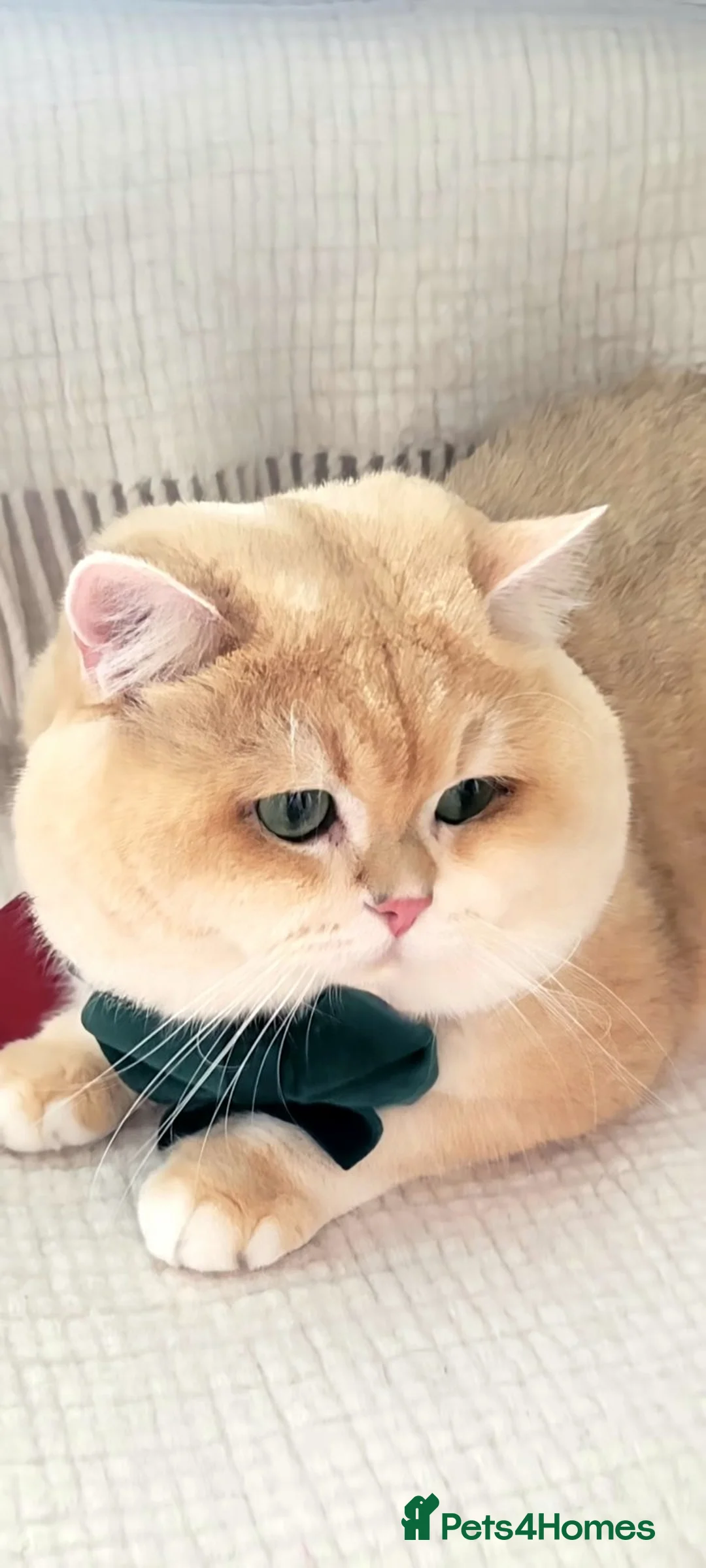 British Shorthair cats for stud: Pedigree Golden BSHstud, Emerald eyes, Active rg - Advert 2