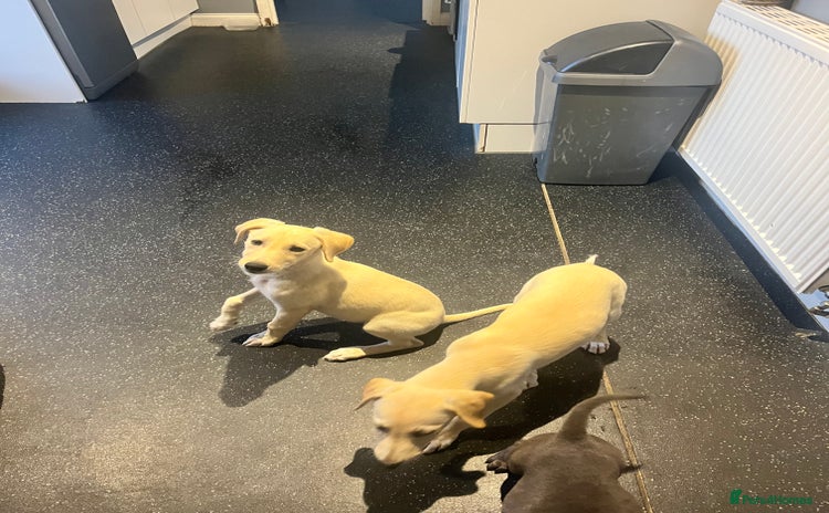 Mixed Breed dogs - Advert 3