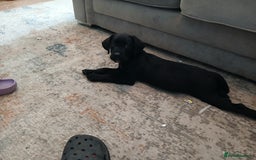 Mixed Breed dogs for sale: Sirius 3/4 labrador 1/4 dalmation - Image 3