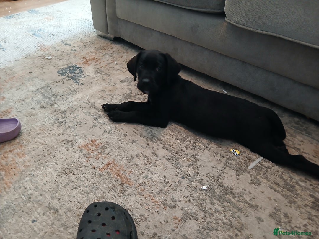 Mixed Breed dogs for sale: Sirius 3/4 labrador 1/4 dalmation - Image 3
