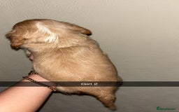 Cocker Spaniel dogs for sale: 2 cream and white cocker spaniel puppies - Image 3