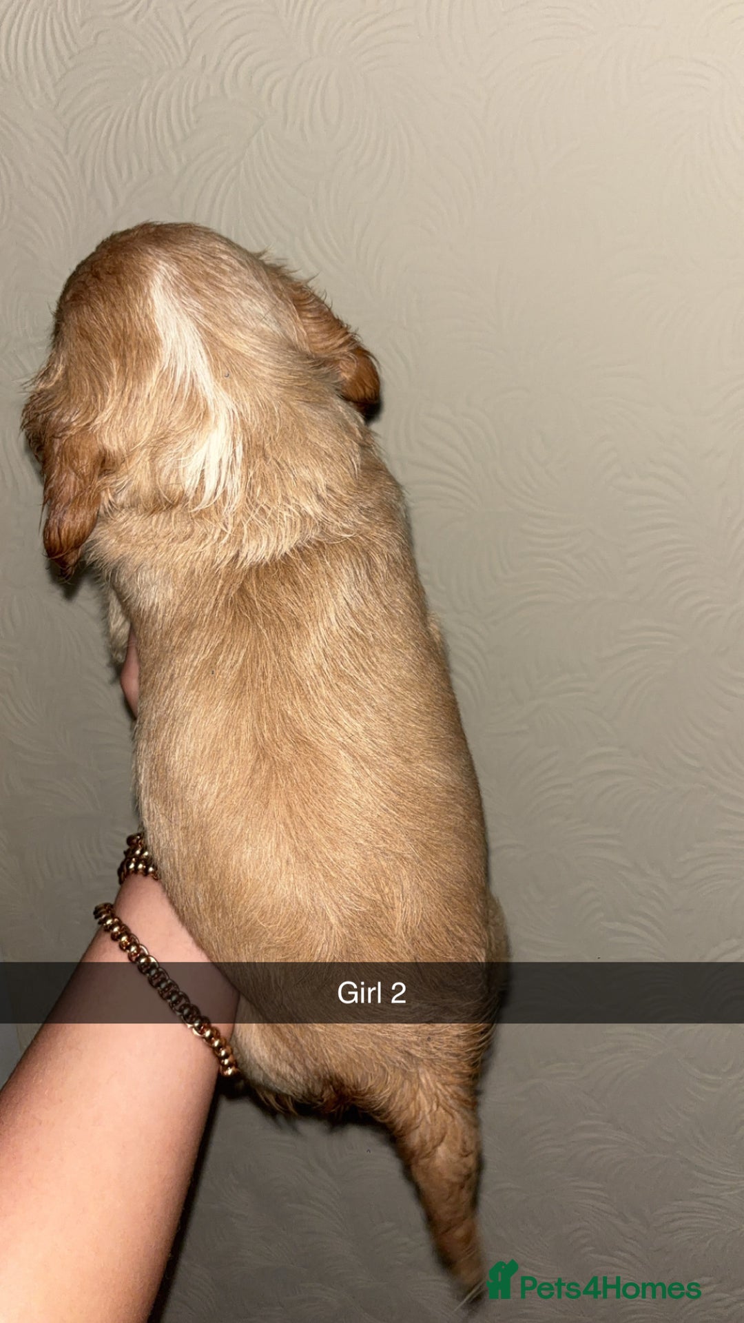 Cocker Spaniel dogs for sale: 2 cream and white cocker spaniel puppies - Image 3