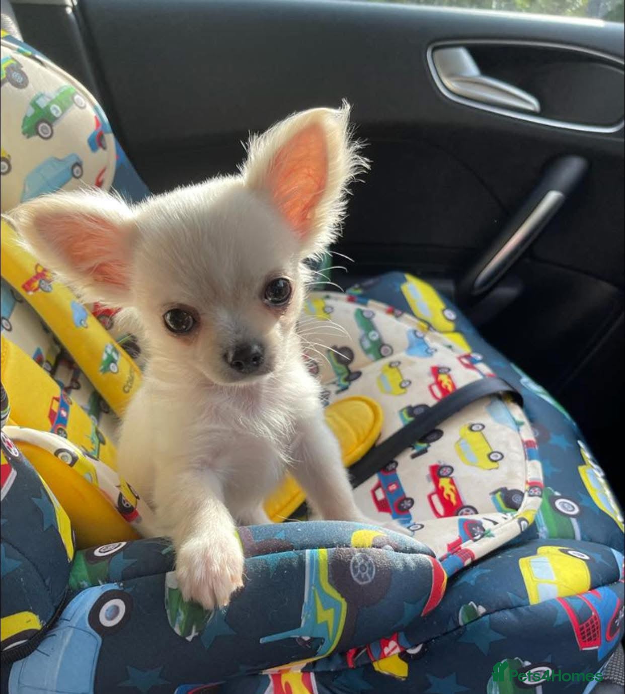 Chihuahua dogs Extremely tiny chihuahua female white Longcoat  - Advert 4