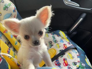 Chihuahua dogs Extremely tiny chihuahua female white Longcoat - Advert 4