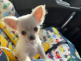 Chihuahua dogs Extremely tiny chihuahua female white Longcoat - Advert 15