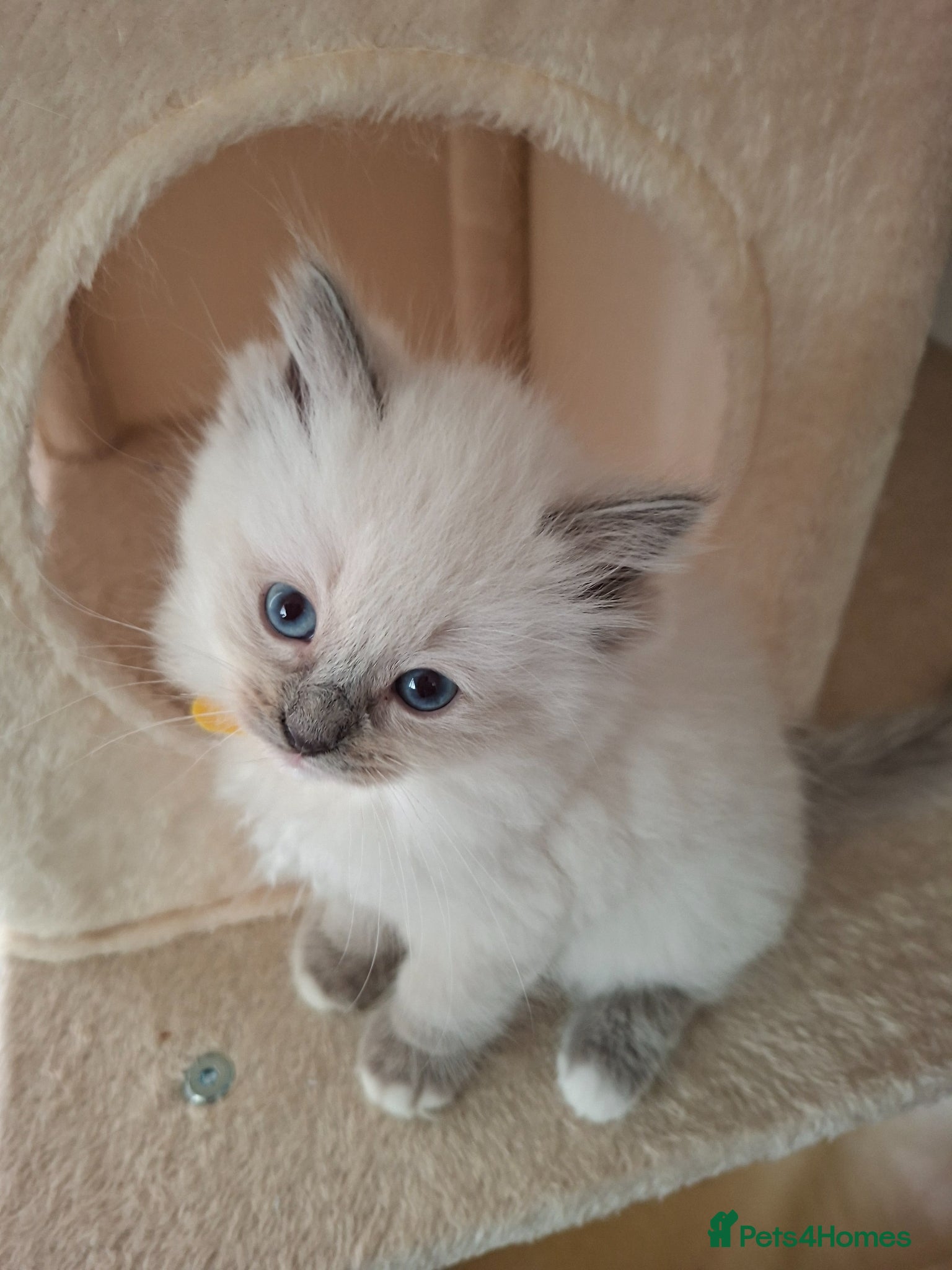 Ragdoll cats Stunning Ragdoll kittens  - Advert 1