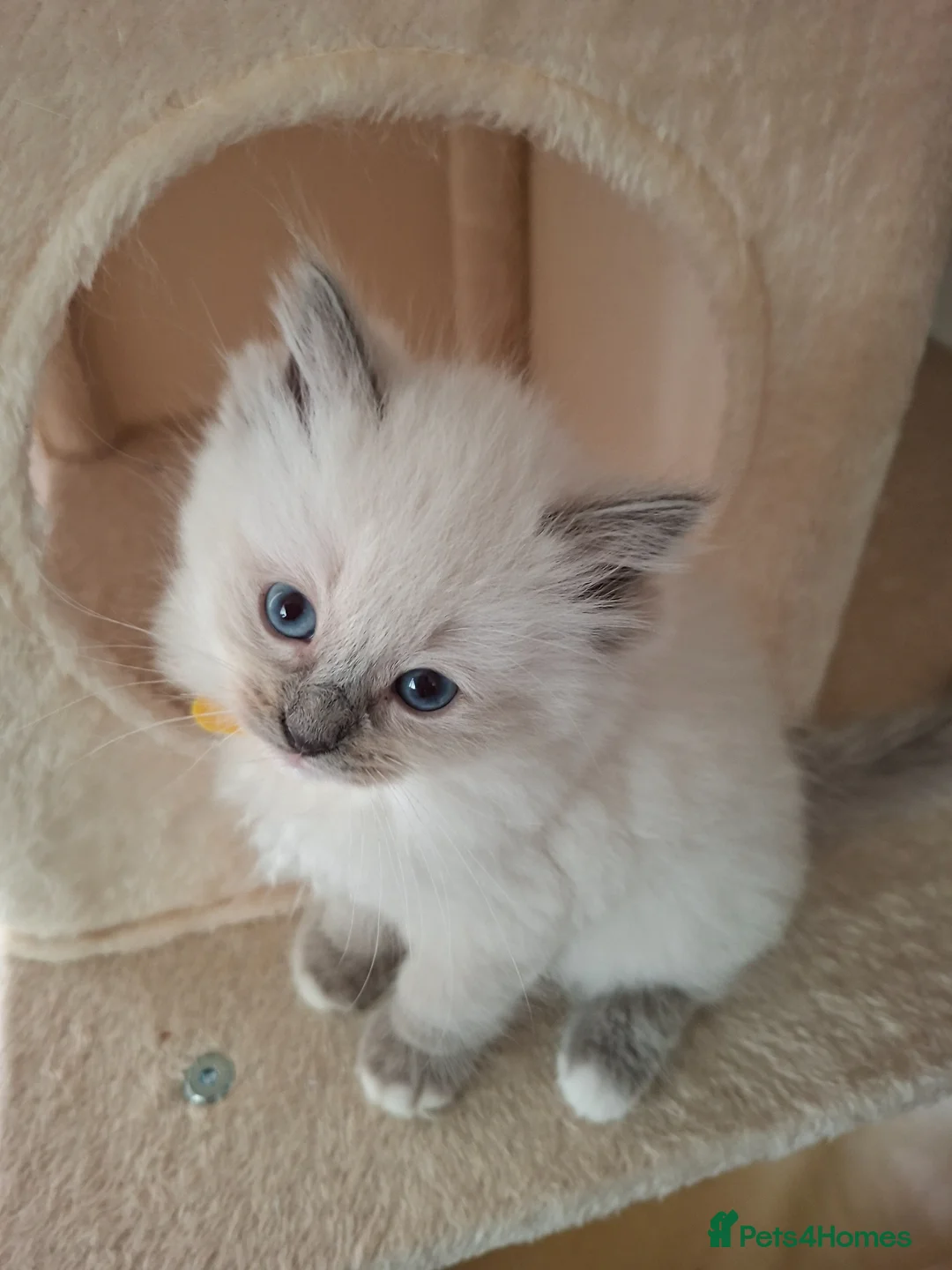 Ragdoll cats for sale: Stunning Ragdoll kittens  - Advert 1