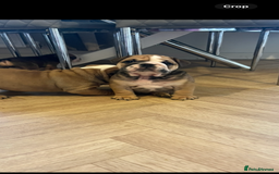 English Bulldog dogs for sale: English bulldog pups for sale  - Image 7
