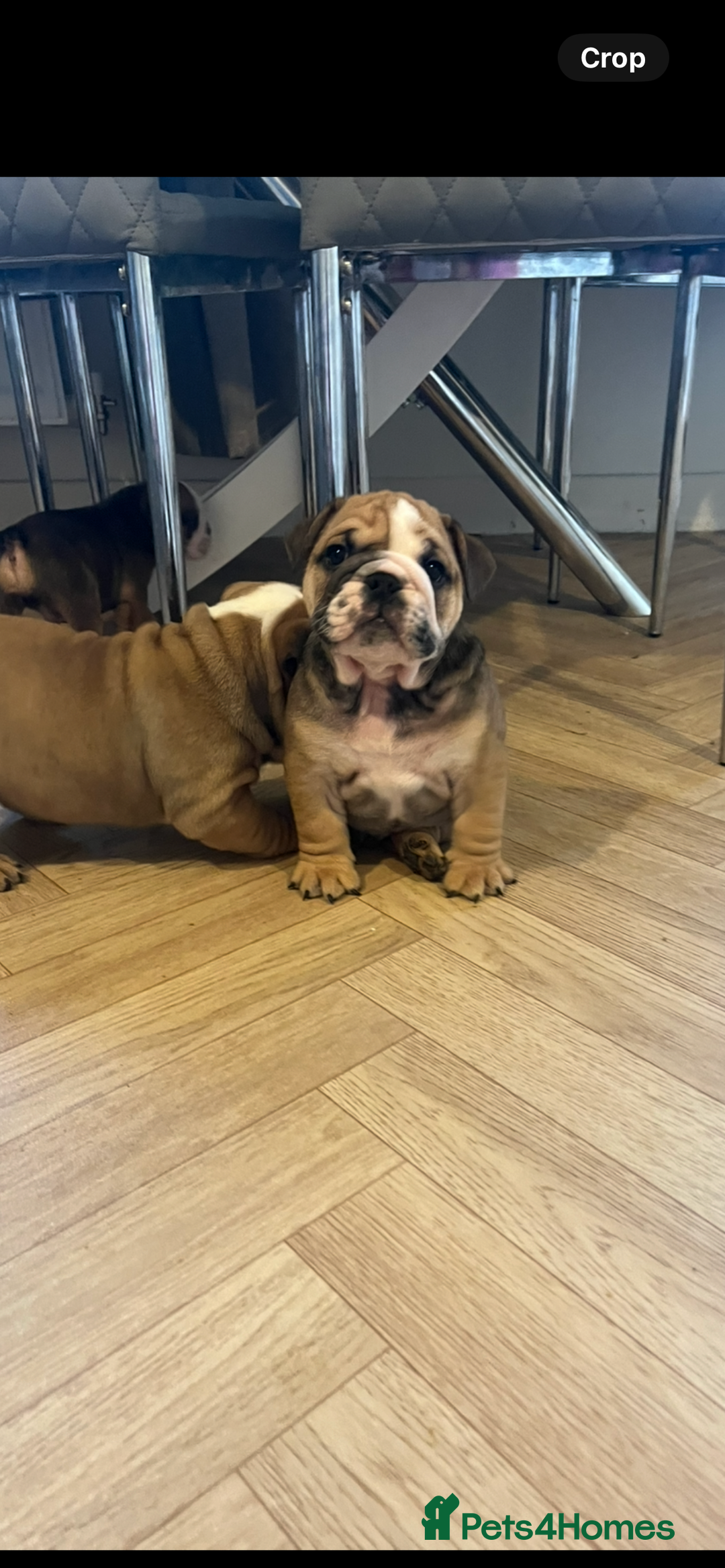 English Bulldog dogs for sale: English bulldog pups for sale  - Image 7