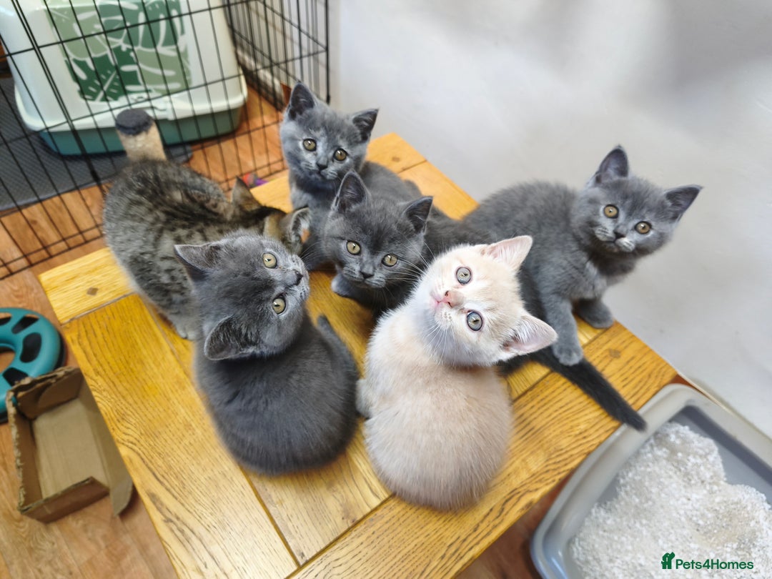 British Shorthair cats for sale: British Shorthair Kittens Imported Parents  - Advert 23