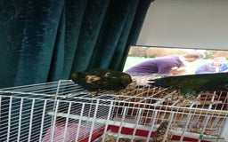 Parrots birds for sale: Bronze winged pionus parrots  - Image 4