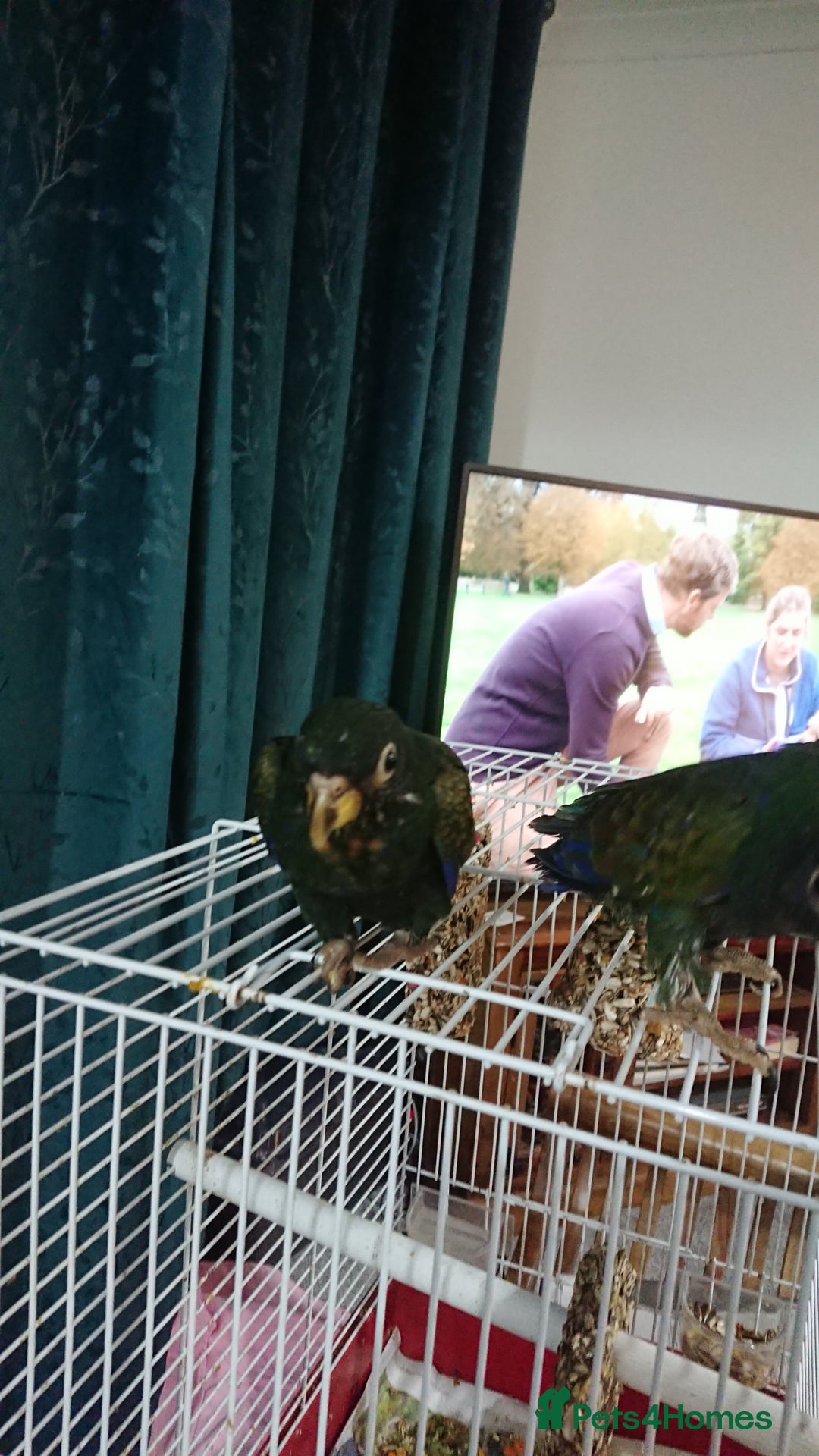 Parrots birds for sale: Bronze winged pionus parrots  - Image 4