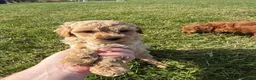 Cockapoo dogs for sale: Small F1b COCKAPOO Puppies (mini c/poo x toy poodl - Advert 17
