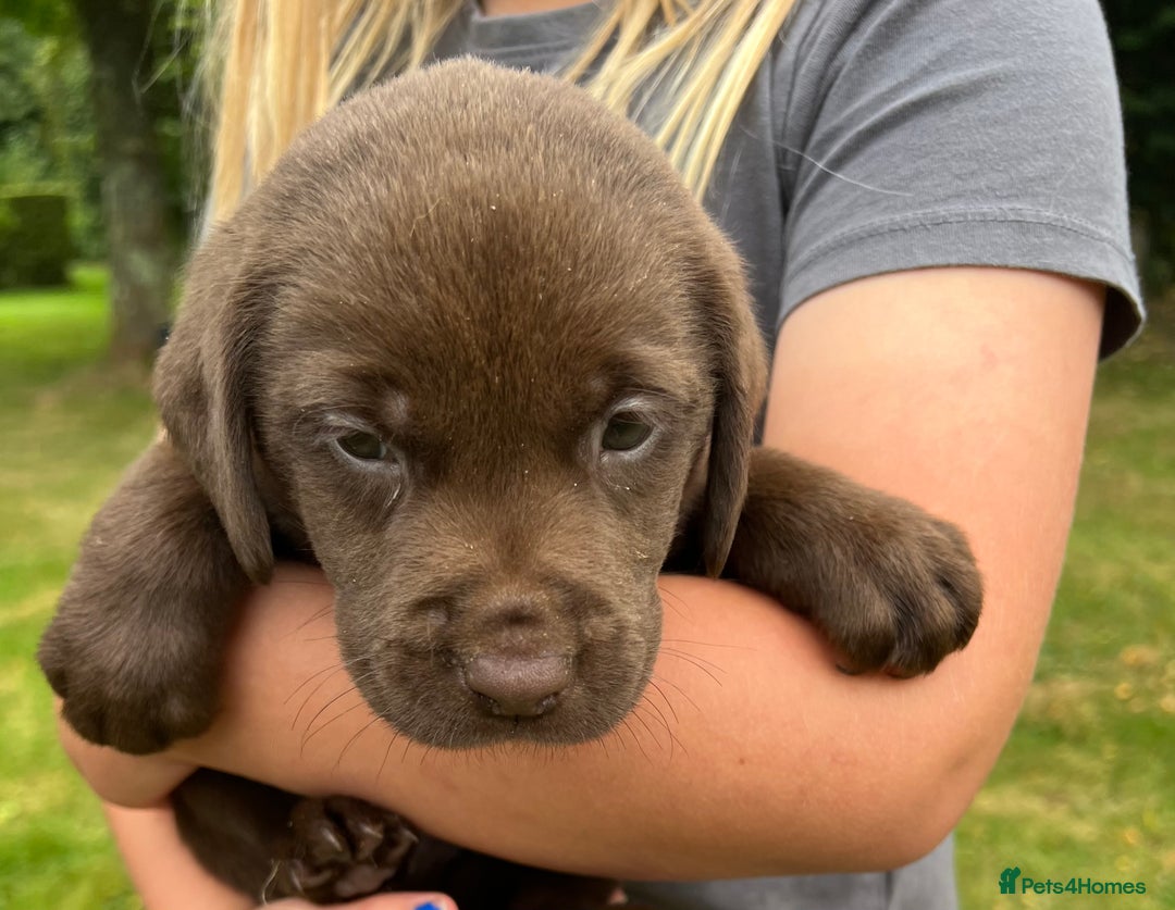 Labrador Retriever dogs for sale: STRONG CHUNKY KC CHOCOLATE PUPS HEALTH TESTED  - Image 5